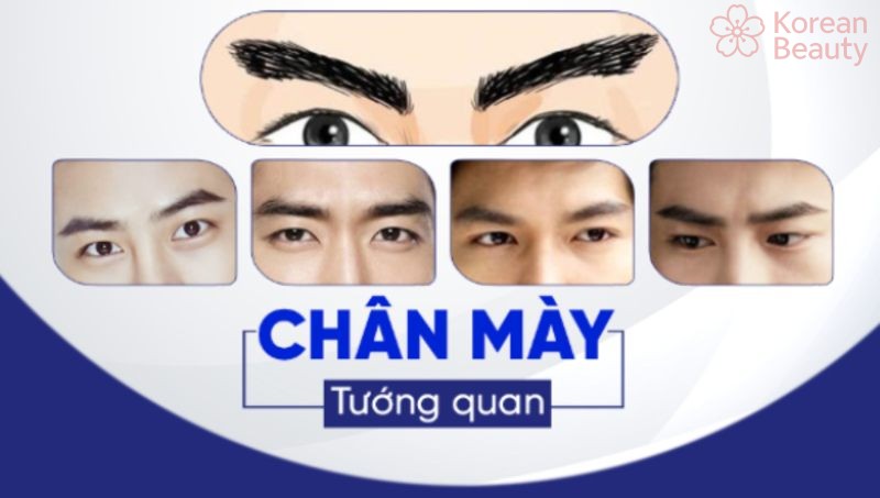 Những liên hệ về mặt sự nghiệp với tướng lông mày đàn ông